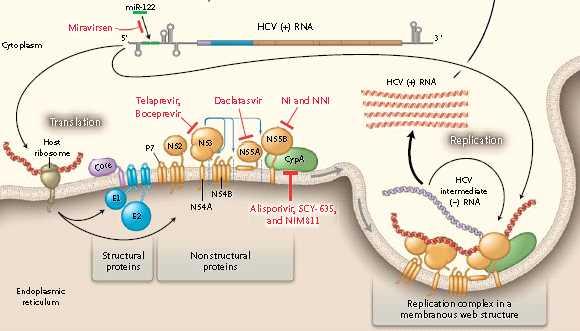 6. C 형감염치료제의개발 pipeline HCV 는 positive-strand RNA virus 로구조적단백질 (structural protein) 인 envelop glycoprotein E1 과 E2 그리고비구조적단백질 (non-structural protein) 인 NS2, NS3, NS4A, NS4B, NS5A, NS5B 등으로구성되어있다.