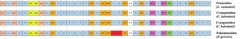 872 김경률ㆍ김현우 Fig. 3. Gene orders of mitochondrial genomes from Decapoda. All genes are transcribed from left to right except for those underlined to indicate opposite orientation.