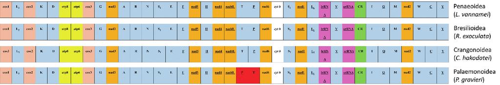 Red colars indicate genes that are located differently from their positions in Crangon hakodatei mitochondrial genome. (A) (B) Fig. 4.