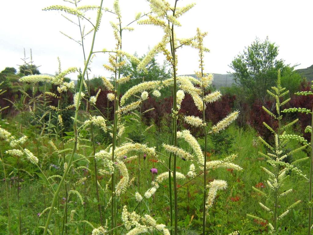 2/5 유전성, 후 키워드 승마류, 종대황, 순비기나무류, 호프 승마류 (Cimicifuga racemosa, C. heracleifolia) 승마 종대황 승마는미나리아재비과식물로우리나라에서는한방에자주사용된다.