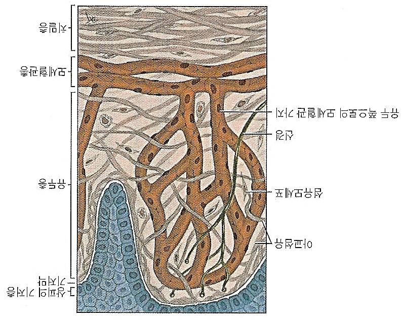 + 구강점막 (oral mucosa) 21 구강점막의고유층 (lamina propria of oral mucosa) 구강상피를지지해주는결합조직, 진피에해당 구성 : 세포 + 섬유 (