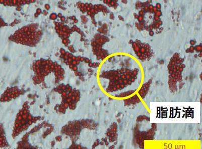 A study report on the fat droplets / cellulite inhibitory effect Fat droplet accumulation suppression effect in the interior of the fat cell OP9 by the addition of microcluster Purpose : Verification