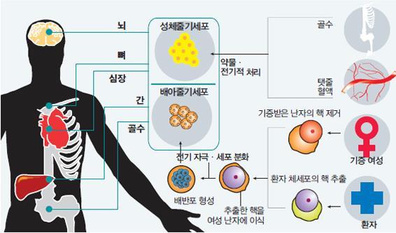 2. 줄기세포치료제 : 개념과종류 줄기세포치료제 (Stem Cell) 란?