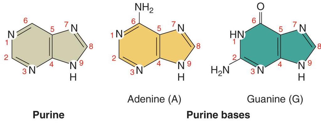 04a: Pyrimidine, Pyrimidine