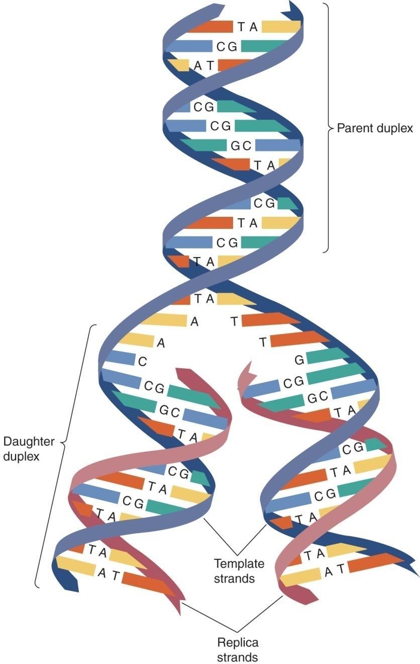 Replication of