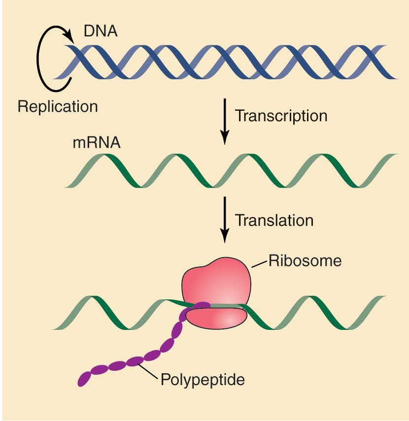The central dogma: DNA RNA Protein 1957 년 crick 이주장함 The transfer of information from nucleic acid to nucleic acid, or from nucleic acid to protein may be possible, but transfer from protein to
