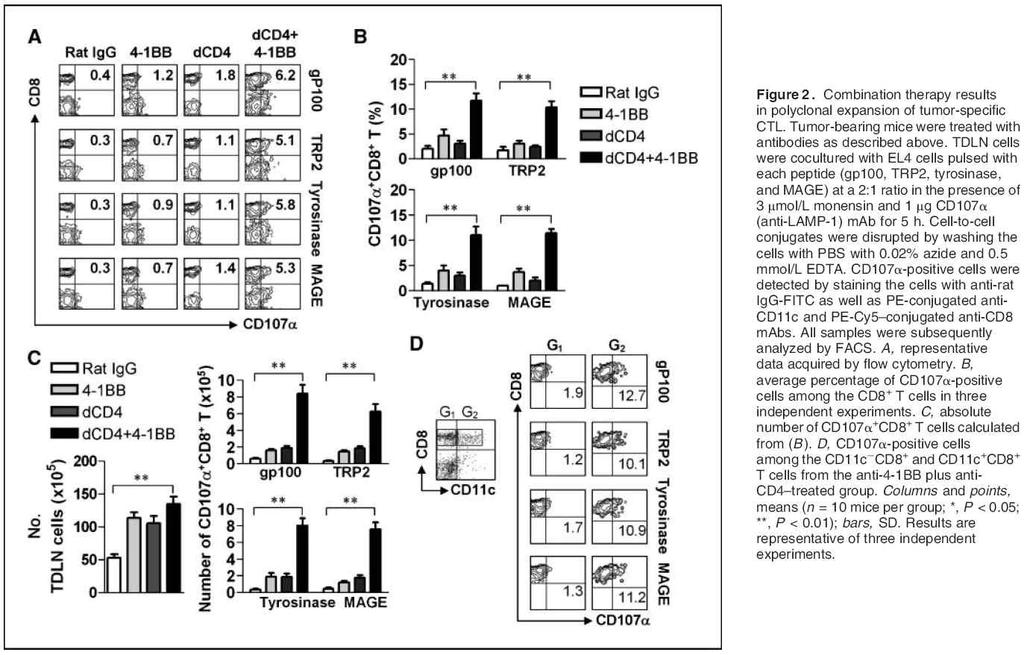 2-2. Anti-4-1BB 와 anti-cd4 항체의조합에의한암항원에대한 CTL 숫자의증가 Anti-4-1BB 와 anti-cd4 항체가투여된생쥐에서암증식의억제와 CD11c + CD8 + T 세포 의증식이비례관계에있음을발견하였기때문에, anti-4-1bb 와 anti-cd4 항체의투여시공동 상승적으로암항원들에특이적인세포용해성 CD8 + T 세포