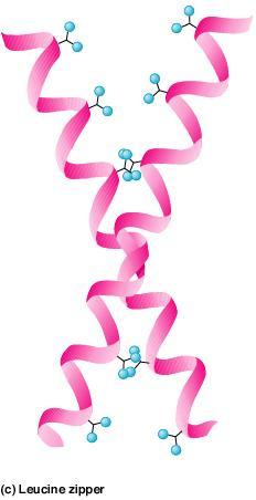 site Zn finger Zn binding site DNA