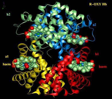 헤모글로빈 2 결합 xygen bound to heme Iron Hb T-state deoxy Hb 변이종 HbA 2 a 2 d 2 Present in ~2% of