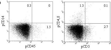 4 이용수등 Fig. 2. Engraftment of porcine hematopoietic cells in bone marrow of NOD/SCID mice.