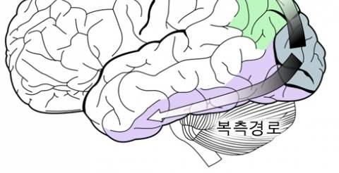 the eye 시각체계와관련된뇌영역