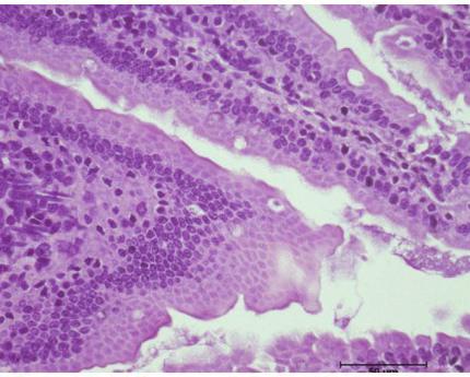 A 1% infectivity rate was found in both hamsters and mice, while a 6% infectivity rate was observed in rats. The worm recovery showed the protective immunity of each animal model.