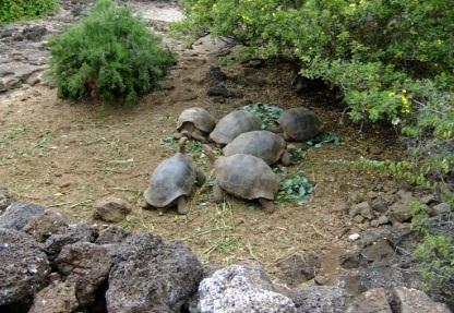 Tortoise Breeding Center 로가는길 탐방목적