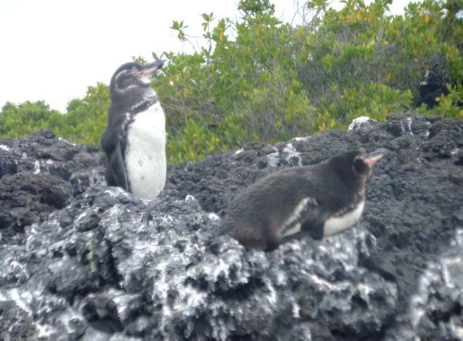 갈라파고스펭귄 (Galapagos Penguin) 관찰장소 : Isabela 섬서있을때의키가겨우 35cm 정도로세계에서가장작은펭귄중하나로울음소리가독특하다.