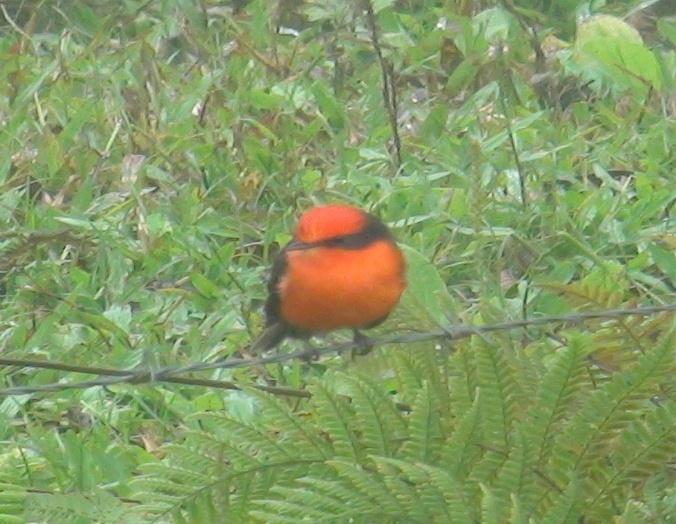 군함새 (Frigatebird) 관찰장소 : Isabela 섬수컷은짝짓기기간동안특수하게충혈된붉은색목주머니를발달시킨다.