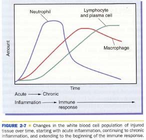 콜라겐파괴및호중구 (neutrophil)