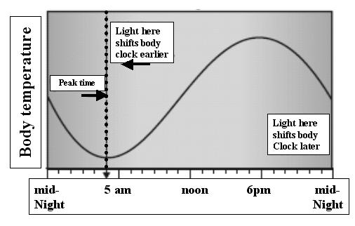체온이최저점으로떨어지는시점은송과체 (pineal gland) 가빛에대한반응성이가장좋은시점과일치한다. 이 peak time 직전에빛을쪼이면일주기리듬이지연되고생체시계의바늘이뒤쪽으로밀려지게되어늦게일어나게된다. 반면 peak time 이후에빛을쪼이게되면일주기리듬이당겨져서더일찍일어나게된다.