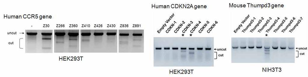 그림 3 Targeted mutagenesis using ZFNs in cultured cells.
