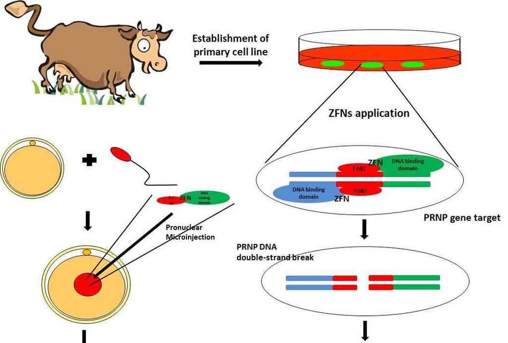 plasmids were analyzed for target gene mutation using a mismatch-sensitive