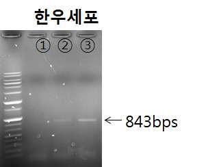 PCR을아래와같은조건으로수행하였다.