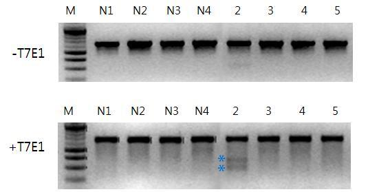 농축을 통해골라진세포에서 RFP,GFP 발현빈도가향상됨. 그림 37 TALEN 활성검증의예.