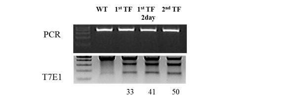 그림 45 PRNP 녹아웃 rgens 의돌연변이도입효율 6. rgens 을이용한돌연변이확인방법확립 rgens은효소형태로제작되어 in vitro에서도표적 sequence를절단할수있다. 이런특징을이용하여 TALEN 또는 rgens등유전체교정에의하여유도된돌연변이 allele을분석하기위한실험방식을개발할수있다.