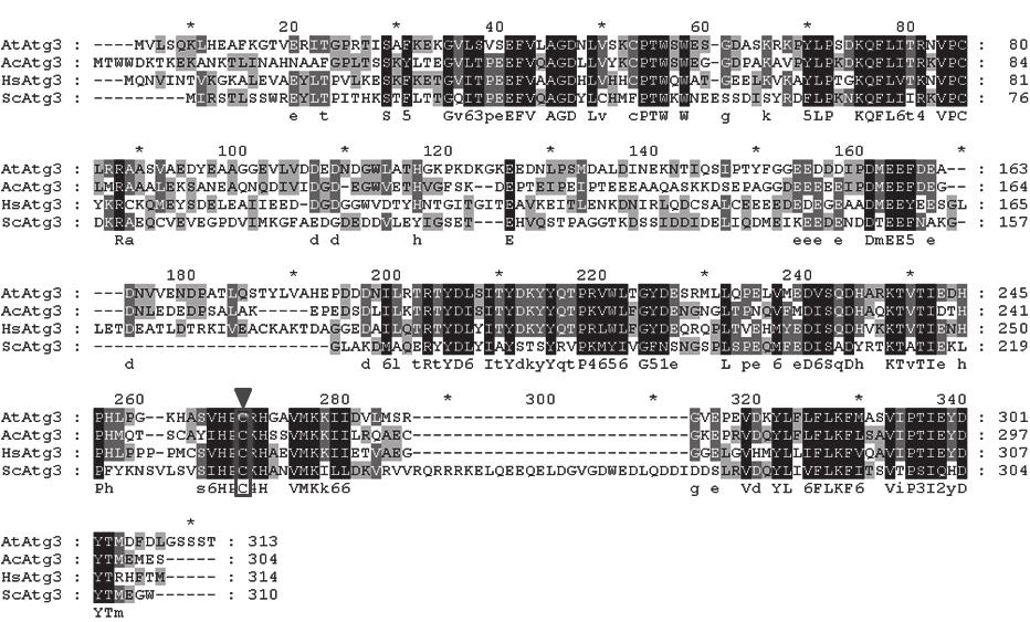 Moon et al.: Involvement of Atg3 in encystation of Acanthamoeba 105 RESULTS Cloning and characterization of AcAtg3 We identified the full-length open reading frame (ORF) of Atg3 in the encysting A.
