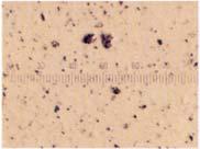 참고 2 : 오염도비교 현미경사진 (100 배율 ) 신유