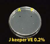 digitaiumm (KACC 438) A - Aspergillus. Niger (KACC 4347) 자몽종자추출물 (.