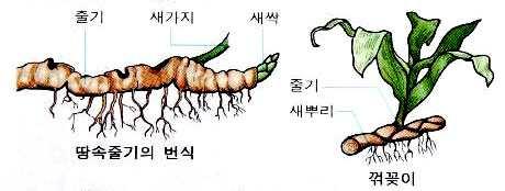 주제 : 영양번식 11 강 1. 꺾꽂이 ( 揷木 ) 가. 정의 : 잎, 줄기, 뿌리의일부 잘라꽂는다. 독립된식물체나.