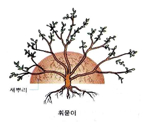 모본과같은성질을가진식물체를단시간내에획득 ; 같은형질을가진식물체의일부이므로유전적조성이변하지않는다. 나. 종자가잘맺히지않는식물을증식다.