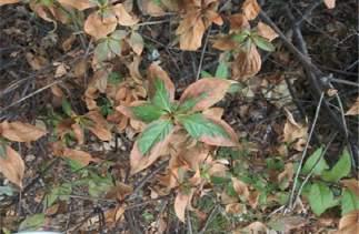 괴사는오래된잎에서심하게나타남 철분결핍 잎가장자리괴사엽맥사이조직의황화