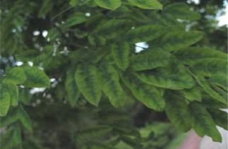 잎에얼룩 ( 모자이크 ) 반점 어린잎에서먼저발생. 잎이비정상적으로적고마디가짧아짐.