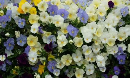 원예식물 50종시민정원사매뉴얼 286 287 팬지제비꽃과 작약미나리아재비과 Viola Common Garden