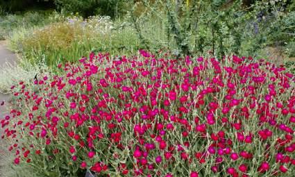 coronaria 영명ㅣ Baby blue-eyes 영명ㅣ Rose campion 원산지ㅣ캘리포니아 원산지ㅣ유럽남부, 서아시아