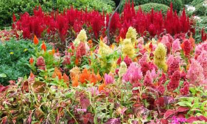 purpurascens (Andersson) Rendle 영명ㅣFlame Grass, silver grass