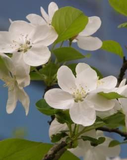 조경수목 50종시민정원사매뉴얼 314 315 꽃사과장미과ㅣ Malus spp. 느티나무느릅나무과ㅣ Zelkova serrata (Thunb.