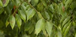 고ㅣ전통적인정자목, 심근성 낙상홍감탕나무과ㅣ Ilex serrata Thunb. 능소화능소화과ㅣ Campsis grandifolia (Thunb.) K.