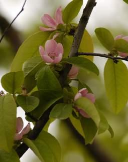 조경수목 50종시민정원사매뉴얼 318 319 모감주나무무환자나무과ㅣ Koelreuteria paniculata Laxman 목련목련과ㅣ Magnolia