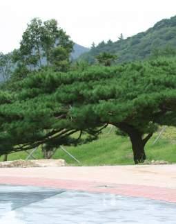 조경수목 50종시민정원사매뉴얼 326 327 섬잣나무소나무과ㅣ Pinus parviflora Siebold & Zucc.