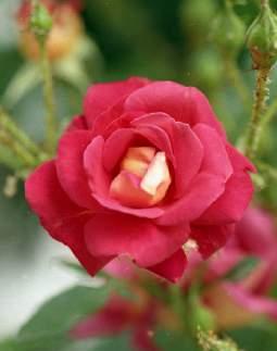 조경수목 50종시민정원사매뉴얼 330 331 장미장미과ㅣ Rosa centifolia L.