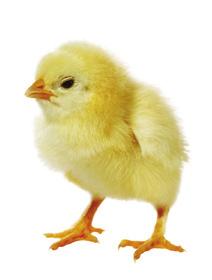 습 어미 닭이 을 품은 지 약 일이 지나면 병아리는 부리로