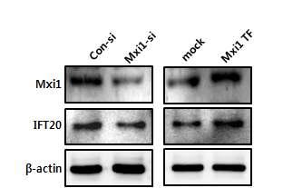 그림 6. Mxi1 발현에따른 IFT20 단백질발현차이검증 mimcd-3에 Mxi1-siRNA 를처리한후 Ift20 발현을비교해본결과, Mxi1 감소로인해 Ift20 발현또한감소함을관찰했음. 또한 mimcd-3에 Mxi1을과발현시켰을때에도 Ift20 발현이 control 에비해증가함을확인했음.