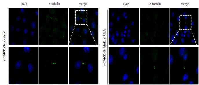 Mxi1 유전자감소로인한신장상피세포의 cilia 표현형변화관찰 본연구진은 Mxi1에의해 Ift20 발현레벨이조절되는것을확인하였기때문에 Mxi1 유전자에의해신장상피세포의 cilia 표현형을관찰하고자하였음.