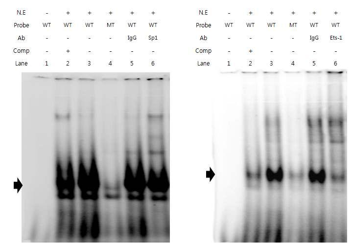 protein 과 DNA interaction 가능성을확인하였고 protein-dna complex 에존재하는 protein 이 Sp1 과 Ets-1 임 을증명하기위해 supershift