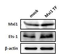 과발현시켰을때 Ift20 promoter activity 가증가하는것을관찰하였지만, Ets-1 binding site 가 mutation 된 promoter(mt0.5kb) 를 transfection 시킨 mimcd-3 에서는 Ets-1 의과발현에도 불구하고 promoter activity 에변화가없는것을확인하였음.