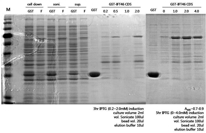 그림 24. mouse Ift46 항체제작을위한 GST protein cloning construct 이 construct 를 BL21에 transformation 하여 stock 으로만든후, transformation 된 BL21cell 을 IPTG를이용해 protein expression 을유도하였음. 이때, cell culture O.D값은 0.