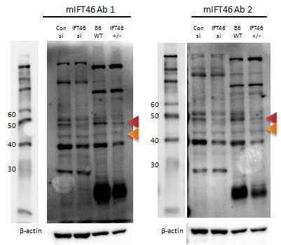 이렇게본연구진으로부터제작된 mouse Ift46 항체를 western blot을통해검증한결과, Ift46 발현이감소되어있는 mimcd-3와마우스신장조직에서 Ift46 발현이감소된것을본연구진이제작한항체로 detection 하였음 ( 그림 27). 이를통해이번연구를통해제작된 mouse Ift46 항체가성공적으로 working 함을검증하였음. 그림 27. 제작된 mouse Ift46 monoclonal 항체검증 2.