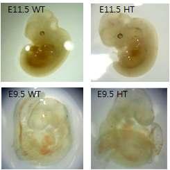 5 의 embryo 를분리하여 yolk sac에서 gdna를분리한후 genotyping 한결과모두 WT 혹은 HT임을검증하였음. 따라서본연구진은 IFT46 KO embryo 의 lethal 시기는 E13.5 전임을예상하고더이른시기의 embryo 를분리하였음 ( 그림 30).. 그림 29.