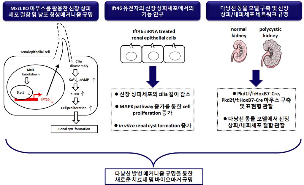 (B) 생후 15 일된 Pkd2f/f:HoxB7-Cre 마우스의신장, 비장, 간표현형비교 생후 13일된 Pkd1f/f:HoxB7-Cre 에서 growth retardation 을관찰할수있었고신장에 fluid 로가득찬낭종이신장전반적으로형성되어있는것을확인하였음.